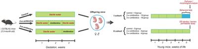 Maternal antibiotic administration during gestation can affect the memory and brain structure in mouse offspring